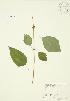  ( - JAG 0039)  @11 [ ] Copyright (2009) Unspecified University of Guelph BIO Herbarium