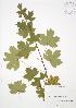  ( - JAG 0348)  @11 [ ] Copyright (2009) Unspecified University of Guelph BIO Herbarium