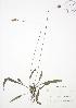  ( - JAG 0622)  @11 [ ] Copyright (2009) Unspecified University of Guelph BIO Herbarium