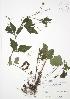  ( - JAG 0627)  @11 [ ] Copyright (2009) Unspecified University of Guelph BIO Herbarium