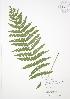  (Osmunda cinnamomea - JAG 0050)  @11 [ ] Copyright (2009) Unspecified University of Guelph BIO Herbarium