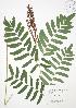  (Osmunda regalis - JAG 0052)  @11 [ ] Copyright (2009) Unspecified University of Guelph BIO Herbarium