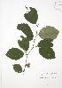  ( - JAG 0058)  @11 [ ] Copyright (2009) Unspecified University of Guelph BIO Herbarium