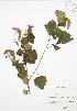 ( - JAG 0651)  @11 [ ] Copyright (2009) Unspecified University of Guelph BIO Herbarium