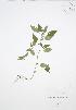  (Acalypha rhomboidea - JAG 0063)  @11 [ ] Copyright (2009) Unspecified University of Guelph BIO Herbarium