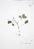  ( - JAG 0075)  @11 [ ] Copyright (2009) Unspecified University of Guelph BIO Herbarium