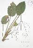 ( - JAG 0119)  @11 [ ] Copyright (2009) Unspecified University of Guelph BIO Herbarium