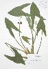  ( - JAG 0118)  @11 [ ] Copyright (2009) Unspecified University of Guelph BIO Herbarium