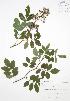  ( - JAG 0645)  @11 [ ] Copyright (2009) Unspecified University of Guelph BIO Herbarium