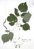 ( - JAG 0817)  @11 [ ] Copyright (2009) Unspecified University of Guelph BIO Herbarium