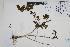  (Nicandra physaloides - Peru170134)  @11 [ ] CreativeCommons  Attribution Non-Commercial Share-Alike  Unspecified Herbarium of South China Botanical Garden