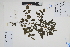  (Solanum peruvianum - Peru170179)  @11 [ ] CreativeCommons  Attribution Non-Commercial Share-Alike  Unspecified Herbarium of South China Botanical Garden