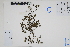  ( - Peru170361)  @11 [ ] CreativeCommons  Attribution Non-Commercial Share-Alike  Unspecified Herbarium of South China Botanical Garden