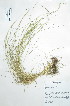  ( - Peru18265)  @11 [ ] CreativeCommons  Attribution Non-Commercial Share-Alike  Unspecified Universidad Nacional Mayor de San Marcos, Museo de Historia Natural