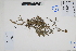  (Lippia nodiflora - Peru18430)  @11 [ ] CreativeCommons  Attribution Non-Commercial Share-Alike  Unspecified Herbarium of South China Botanical Garden