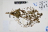  ( - Peru18437)  @11 [ ] CreativeCommons  Attribution Non-Commercial Share-Alike  Unspecified Herbarium of South China Botanical Garden