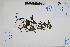  ( - Peru18578)  @11 [ ] CreativeCommons  Attribution Non-Commercial Share-Alike  Unspecified Herbarium of South China Botanical Garden