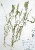  (Setaria verticillata - Peru18660)  @11 [ ] CreativeCommons  Attribution Non-Commercial Share-Alike  Unspecified Universidad Nacional Mayor de San Marcos, Museo de Historia Natural