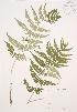  ( - RS150)  @11 [ ] Copyright (2009) Unspecified University of Guelph BIO Herbarium