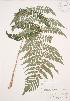  ( - AP327)  @11 [ ] Copyright (2009) Unspecified University of Guelph BIO Herbarium