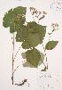  ( - AP273)  @11 [ ] Copyright (2009) Unspecified University of Guelph BIO Herbarium