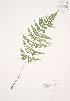  ( - JAG 0115)  @11 [ ] Copyright (2009) Unspecified University of Guelph BIO Herbarium