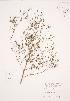  ( - JAG 0735)  @11 [ ] Copyright (2009) Unspecified University of Guelph BIO Herbarium