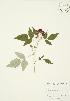  ( - AP178)  @11 [ ] Copyright (2009) Unspecified University of Guelph BIO Herbarium