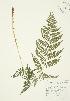  ( - AP188)  @11 [ ] Copyright (2009) Unspecified University of Guelph BIO Herbarium