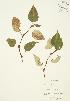  ( - JAG 0244)  @11 [ ] Copyright (2009) Unspecified University of Guelph BIO Herbarium
