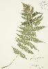  ( - JAG 0249)  @11 [ ] Copyright (2009) Unspecified University of Guelph BIO Herbarium