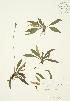  ( - JAG 0220)  @11 [ ] Copyright (2009) Unspecified University of Guelph BIO Herbarium