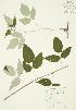  ( - JAG 0152)  @11 [ ] Copyright (2009) Unspecified University of Guelph BIO Herbarium
