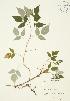  ( - JAG 0196)  @11 [ ] Copyright (2009) Unspecified University of Guelph BIO Herbarium