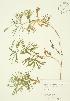  ( - JAG 0032)  @11 [ ] Copyright (2009) Unspecified University of Guelph BIO Herbarium