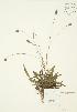  ( - JAG 0270)  @11 [ ] Copyright (2009) Unspecified University of Guelph BIO Herbarium