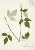  ( - JAG 0330)  @11 [ ] Copyright (2009) Unspecified University of Guelph BIO Herbarium