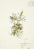  ( - JAG 0337)  @11 [ ] Copyright (2009) Unspecified University of Guelph BIO Herbarium