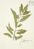  ( - JAG 0345)  @11 [ ] Copyright (2009) Unspecified University of Guelph BIO Herbarium