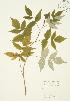  ( - JAG 0309)  @11 [ ] Copyright (2009) Unspecified University of Guelph BIO Herbarium
