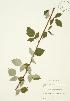  ( - JAG 0363)  @11 [ ] Copyright (2009) Unspecified University of Guelph BIO Herbarium