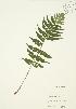  ( - JAG 0404)  @11 [ ] Copyright (2009) Unspecified University of Guelph BIO Herbarium