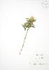  ( - RS155)  @11 [ ] Copyright (2009) Unspecified University of Guelph BIO Herbarium