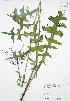  ( - JAG 0158)  @11 [ ] Copyright (2009) Unspecified University of Guelph BIO Herbarium