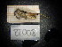  ( - BT008)  @11 [ ] CreativeCommons - Attribution Share-Alike (2024) Unspecified University of Lodz, Department of Invertebrate Zoology and Hydrobiology