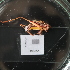  ( - ORTPL1064)  @11 [ ] CreativeCommons Attribution (2024) Dept Invertebrate Zoology and Hydrobiology, University of Lodz University of Lodz
