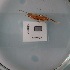  ( - ORTPL1068)  @11 [ ] CreativeCommons Attribution (2024) Dept Invertebrate Zoology and Hydrobiology, University of Lodz University of Lodz