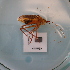  ( - ORTPL1134)  @11 [ ] CreativeCommons Attribution (2024) Dept Invertebrate Zoology and Hydrobiology, University of Lodz University of Lodz