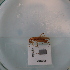  ( - ORTPL1158)  @11 [ ] CreativeCommons Attribution (2024) Dept Invertebrate Zoology and Hydrobiology, University of Lodz University of Lodz