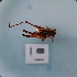  ( - ORTPL1227)  @11 [ ] CreativeCommons Attribution (2024) Dept Invertebrate Zoology and Hydrobiology, University of Lodz University of Lodz